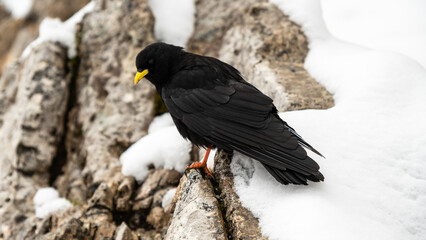 Snowy Serenity: Pyrrhocorax Graculus Perched on a Rock in the Cir Group, Dolomites