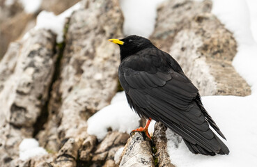 Alpine Companion: A Pyrrhocorax Graculus Enjoying the Snow-Covered Rocks of the Cir Group