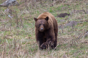 Black Bear in Yellowstone National Park Wyoming in Springtime