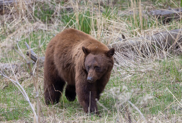 Black Bear in Yellowstone National Park Wyoming in Springtime