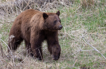 Black Bear in Yellowstone National Park Wyoming in Springtime