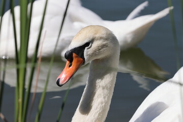Obraz premium Swan head near a green plant close-up