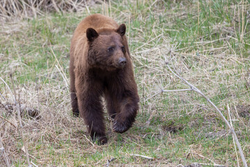 Fototapeta premium Black Bear in Yellowstone National Park Wyoming in Springtime