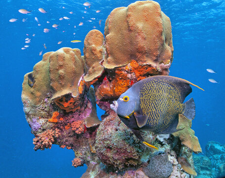  French angelfish ,Pomacanthus paru