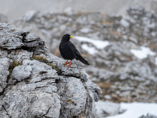 Pyrrhocorax Graculus Perched on a Mordor-Like Rock in Val Vallunga