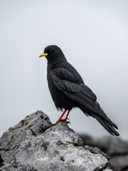 Mystic Perch: Pyrrhocorax Graculus on a Rugged Rock in Val Vallunga