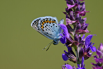 Argus-Bläuling, Geißklee-Bläuling (Plebejus argus) an Hain-Salbei (Salvia nemorosa) //...