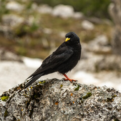 Dark Beauty: Pyrrhocorax Graculus on a Mordor-Like Rock in Val Vallunga