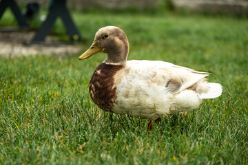 Serene Moments with Brown Ducks in Riva del Garda