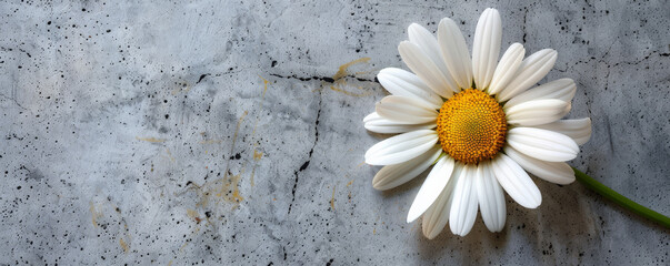 Obraz premium A daisy with a concrete backdrop and an empty wall. The simple white petals and yellow center create a charming and fresh flat lay image.