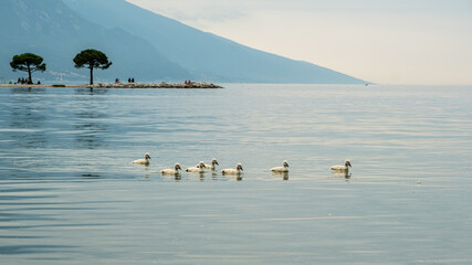 Fototapeta premium Charming Cygnets: Baby Swans Delight in Lago di Garda