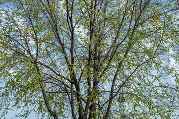 background with branches and leaves from the top of a tree