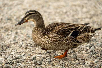 Brown Duck Relaxing on the Tranquil Coast of Riva del Garda