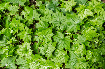 background with green ivy leaves in a greenhouse