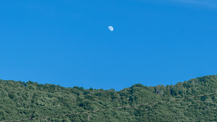 Moonlight Over the Italian Countryside: A Forest Bathed in Silver