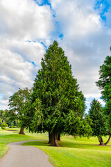 Summer park nature with hiking trail. Scenic landscape of woodland. Public park. Nature of forest. Green forest wood landscape in summer. Nature of mixed forest. Landscape of meadow at park