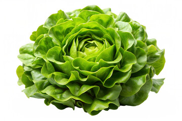 One single lettuce