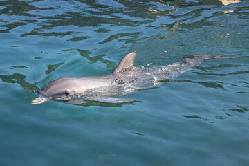Obraz premium Exposure of rescued dolphins in Bermuda Island, namely Offshore Bottlenose Dolphins (Tursiops truncatus)