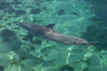 Exposure of rescued dolphins in Bermuda Island, namely Offshore Bottlenose Dolphins (Tursiops truncatus)