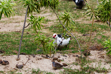 Black And White Duck Walking Moorea French Polynesia