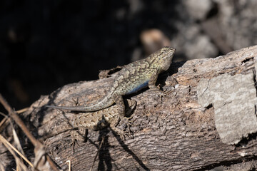 Male reptile lizard has female mate under his leg in a reproductive ritual