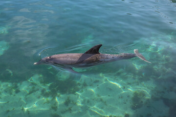 Obraz premium Exposure of rescued dolphins in Bermuda Island, namely Offshore Bottlenose Dolphins (Tursiops truncatus)