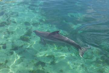 Exposure of rescued dolphins in Bermuda Island, namely Offshore Bottlenose Dolphins (Tursiops truncatus)