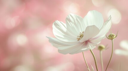 Fototapeta premium A delicate cosmo flower in full bloom