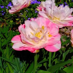 pink and white flowers