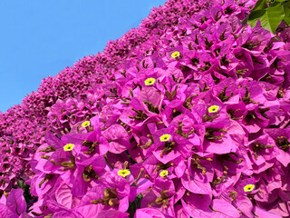 Bougainvillea amazing pink beautiful blossom