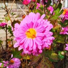 Fototapeta premium pink and yellow dahlia