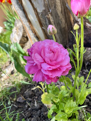pink roses in a garden