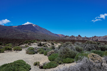 Landscape of vegetation and volcanic terrain in Teide National Park