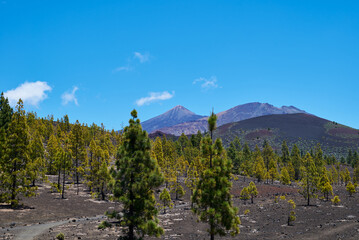 Landscape of vegetation and volcanic terrain in Teide National Park