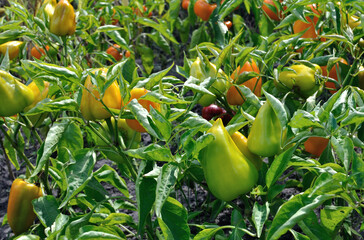 field  of ripening  bell peppers in the vegetable garden at the organic pepper plantation
