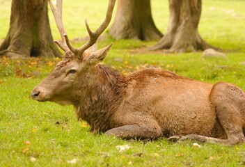 Fallow deer in a forest clearing © Ji