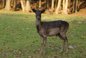 Fallow deer in a forest clearing