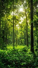 Fototapeta premium Sunlight breaks through the dense foliage of a verdant forest
