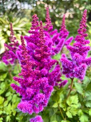 Blooming Astilbe chinensis Visions in red with fluffy dark purple inflorescences in a summer garden. Floral background