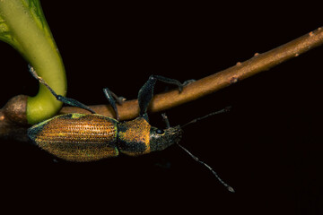 weevil beetle hanging on a branch