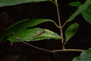 Brown ground mantis on a leaf at night.
