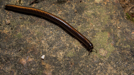 Milipede walking over a rock.