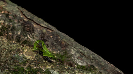 Carpenter ants carrying a piece of green leaf.