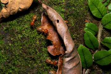 Termites walking over mossy rocks and dry leaves