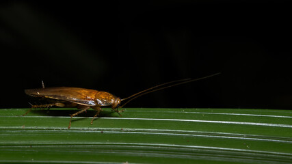 Wild cockroach over a large green leaf.