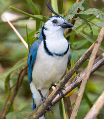 Die Tierwelt von Costa Rica