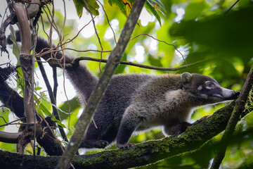 Die Tierwelt von Costa Rica