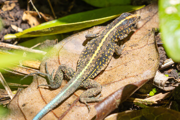 Die Tierwelt von Costa Rica