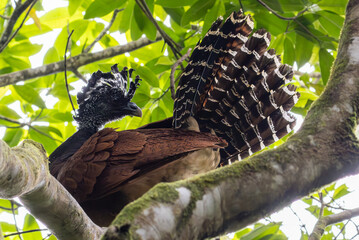 Die Tierwelt von Costa Rica