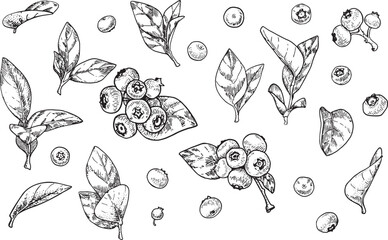 Big set of black outline illustrations of blueberry.